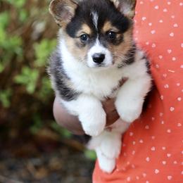 American Corgi and Pembroke Welsh Corgi Puppies from Elk Ridge Corgis