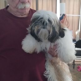 Alfalfa - Gold and white male Shih Tzu puppy in Doña Ana County, New Mexico from White Sands Shih Tzu's