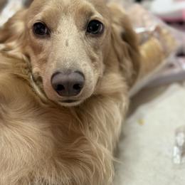 Jerry - Dachshund