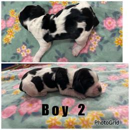 Boy 2 - Black and white male English Springer Spaniel puppy in Freeland, Michigan from McNally's Springer Spaniels