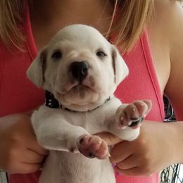 Dalmatian Puppies from Woofter Dalmatians