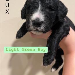 Poodle Puppies from Semmy’s standard Poodle