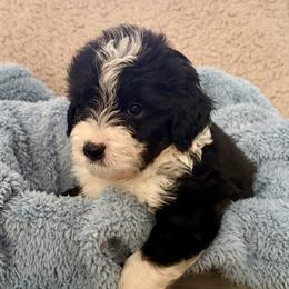 Bo - Black and white male Aussiedoodle puppy in Rochester, Massachusetts from Harmony Hill Doodles