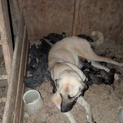Girl-2 - Brown female Anatolian Pyrenees puppy in Marysville, Ohio from Brotherton Family Farms