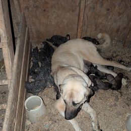Girl-2 - Brown female Anatolian Pyrenees puppy in Marysville, Ohio from Brotherton Family Farms