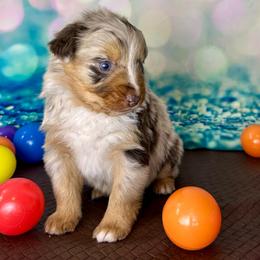 Reva - Red merle female Australian Shepherd puppy in West Union, Iowa from Boundless Hearts Australian Shepherds LLC