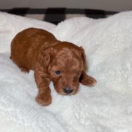 AKC Pumpkin - Female - Red  female Poodle puppy in Tampa, Florida from The Sweet Life of a Toy Poodle