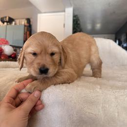 Penne - Dark golden female Golden Retriever puppy in Sierra Vista, Arizona from Golden Borealis