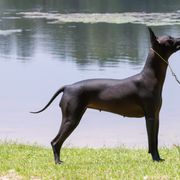 Xoloitzcuintli All Grown Up from Rozma Xolos
