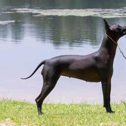 Xoloitzcuintli All Grown Up from Rozma Xolos
