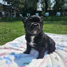 Clair de lune ( Fluffy) - Black and white female French Bulldog puppy in Bend, Oregon from High Lakes Frenchies