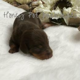 Cleo - Chocolate and tan female Dachshund puppy in Glen Saint Mary, Florida from 🍯 Honey Pot Dachshunds 🐾