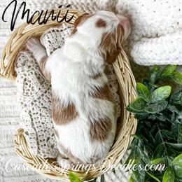 Bernedoodle and Cavapoo Puppies from Cascade Springs Doodles