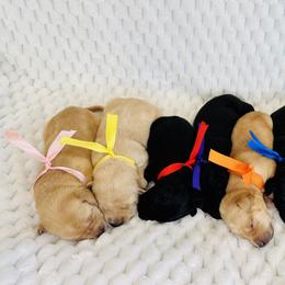 Golden Retriever and Labrador Retriever Puppies from Golden Bundles
