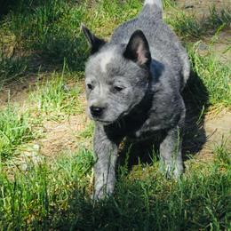 Axel - Blue male Australian Cattle Dog puppy in Redding, California from Macushla Kennel