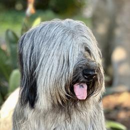 Teijo  - Skye Terrier