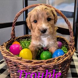 TROUBLE - Caramel female Labradoodle puppy in Sussex, Wisconsin from Dancing Doodles