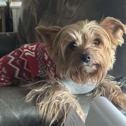 Yorkshire Terrier Puppies from MCM Acres