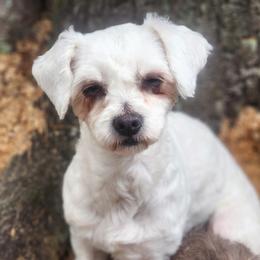 Bella - Maltese