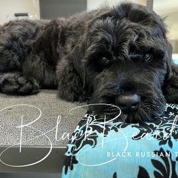 Black Russian Terrier Puppies from Black Beard Black Russian Terriers