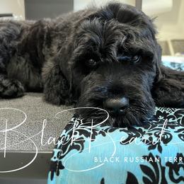 Black Russian Terrier Puppies from Black Beard Black Russian Terriers