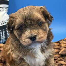 Russell - Red sable male Havanese puppy in Wappapello, Missouri from Titanium Havanese LLC