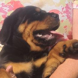 Girl 3 - Black and mahogany female Rottweiler puppy in De Witt, Iowa from Irish Eyes Kennels