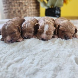 Cavapoo and Poodle Puppies from Blue Meadow Puppies