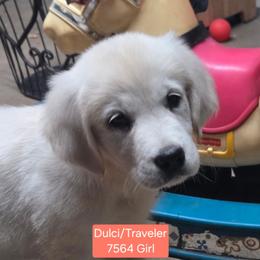 Dulci girl 1 - Light golden female Golden Retriever puppy in Niles, Michigan from Composer Goldens