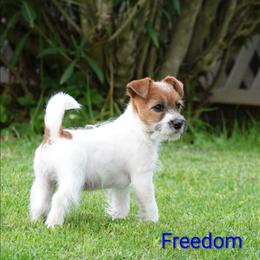 Freedom - White and tan male Russell Terrier puppy in Royal Oaks, California from Rose In Vale Russell Terriers
