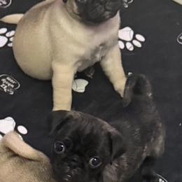 Noodle - Brindle female Pug puppy in Vader, Washington from Tanori Kennels