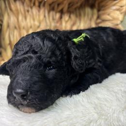Avacado - Black male Goldendoodle puppy in Cleveland, Georgia from The O.G. Doodles