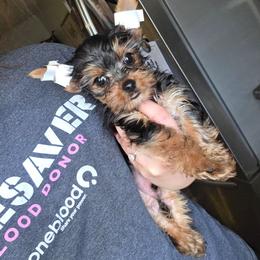 Max - Blue and gold male Yorkshire Terrier puppy in Lakeland, Florida from You Me & The Yorkies