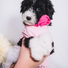 Bordoodle Puppies from 2J 2K Bordoodles