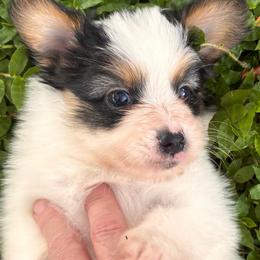 Champ - White black and tan male Papillon puppy in Frostproof, Florida from Sequence Papillon