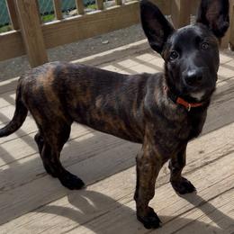 Primo - Black brindle male Dutch Shepherd puppy in Palmyra, Maine from Maine Working Dogs