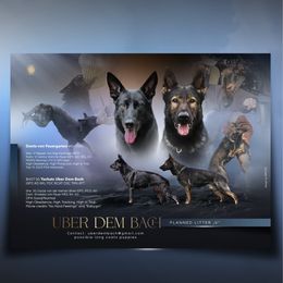 German Shepherd puppies from Uber Dem Bach German Shepherds