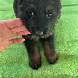 Puppy C - Black and red male German Shepherd puppy in Stuarts Draft, Virginia from Shengulli Shepherds