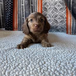 Kaden - Chocolate male Dachshund puppy in Pflugerville, Texas from Dream A Dream Dachshunds