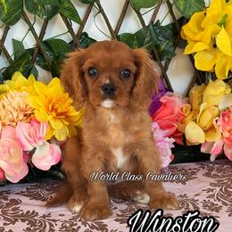 Winston - Ruby male Cavalier King Charles Spaniel puppy in Hollywood, Florida from World Class Cavaliers