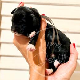 Grey - Tri-color male Bernedoodle puppy in Rockwall, Texas from Glory Doodles