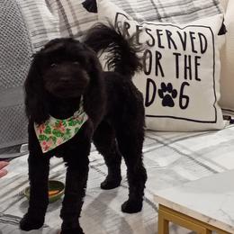 Cavapoo, Cockapoo, Maltipoo, and Poodle Puppies from Heavenly Puppies to Love