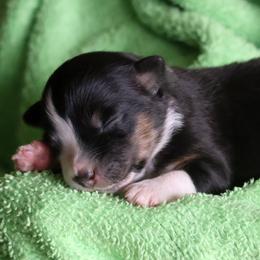 Sybil - Black tri-color female Australian Shepherd puppy in Springville, New York from RisingStar Australian Shepherds