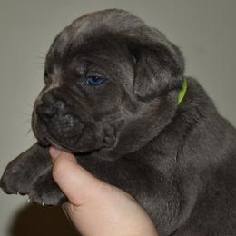 Green - Gray male Cane Corso puppy in Sault Ste Marie, Michigan from Willow Creek Cane Corsos