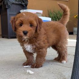 Marlin - Red male Australian Labradoodle puppy in Roseville, California from Darby Park Doodles