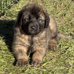 Leonberger Puppies from Forgold Kennels