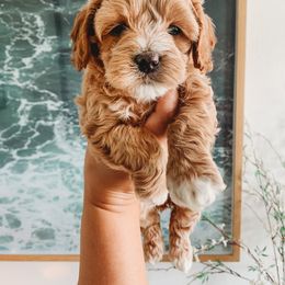 Aussiedoodle, Cockapoo, Miniature Australian Shepherd, and Poodle Puppies from Benson’s Red River Aussies