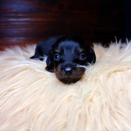 Bandit - Black and tan male Dachshund puppy in Washburn, Tennessee from Clinch Mountain Dachshunds