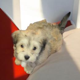 Blaze - Cream male Havanese puppy in Medina, Ohio from Momma's Minis