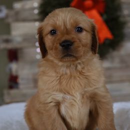 Cindy Lou Who - Dark golden female Golden Retriever puppy in Harriman, Tennessee from Grace Golden Retrievers
